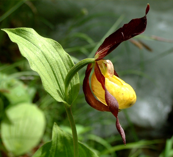 Cypripedium calceolus / Scarpetta di Venere